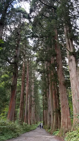 樹海の静かな並木道