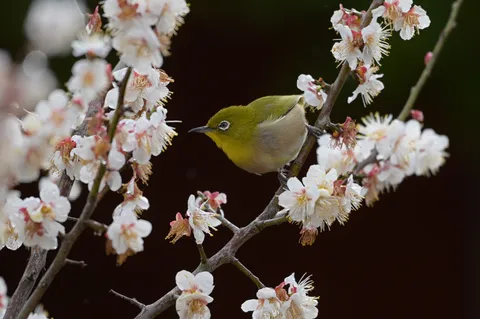 春告鳥と桜