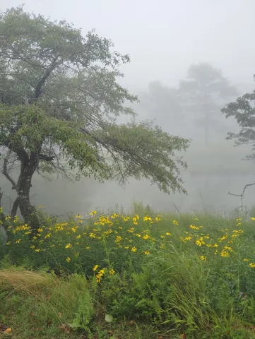 霧と花、静寂の風景