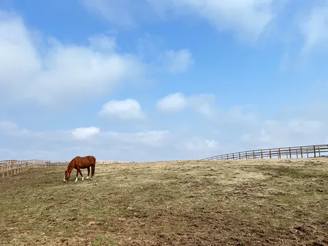 広がる空と、一頭の馬