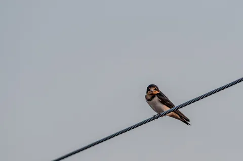 電線で一休み、ツバメの視線