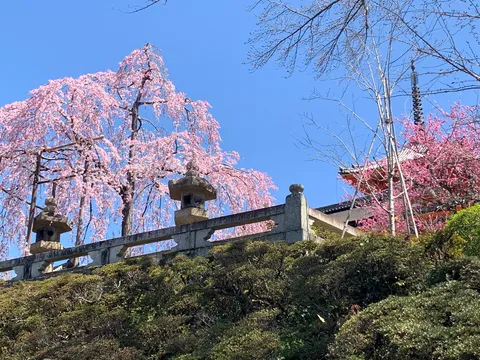 桜と石灯籠の春景色