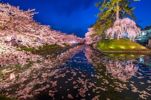 夜桜と花筏の水路