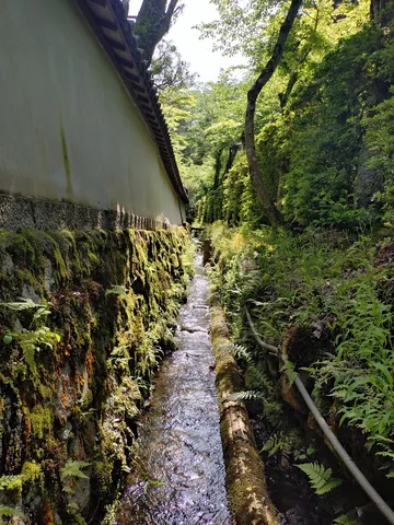 苔むす壁と清流の小道