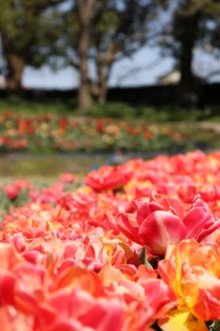 埋め尽くす春色の絨毯
