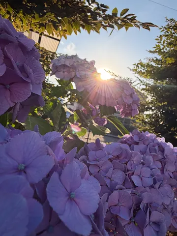 紫陽花に差し込む太陽の光