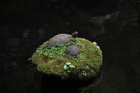 苔むす石亀、水辺の静寂