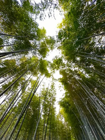 竹林の緑に包まれて