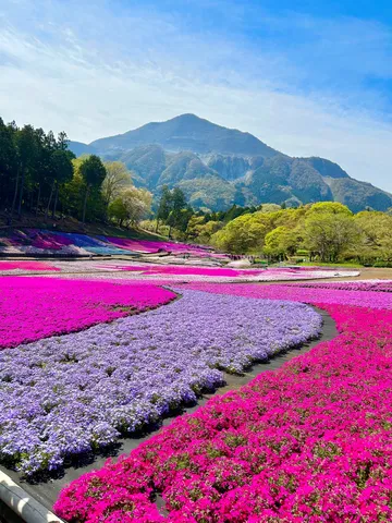 花の川、山へ流れる