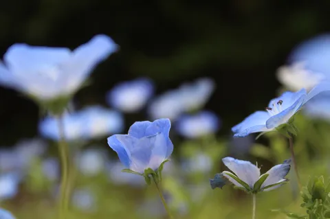 青い花のボケ担当、本領発揮！
