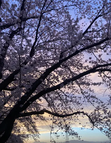 夕暮れに染まる桜並木