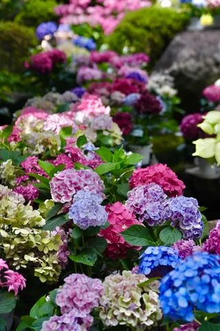 彩り豊かな紫陽花の園