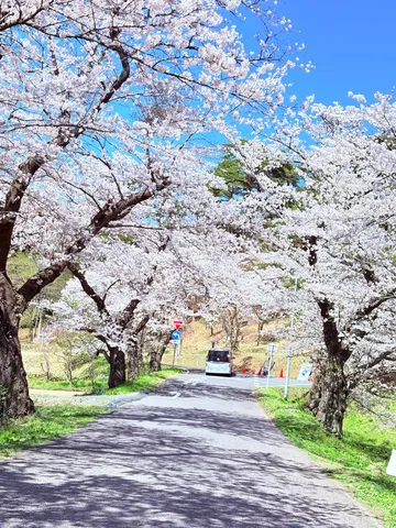 桜に包まれる春の道