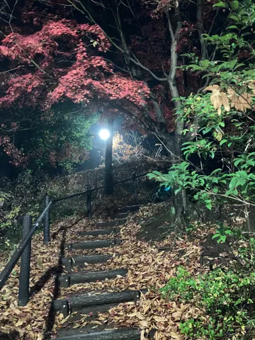 夜の紅葉階段、幻想的な時間