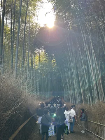 竹林に抱かれる太陽の道