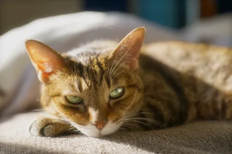 光と影に溶ける猫の眼差し