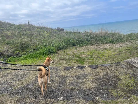 海辺の散歩、風と犬