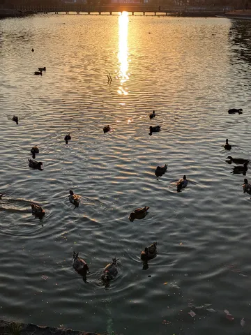 夕陽に染まる水面と鴨たち