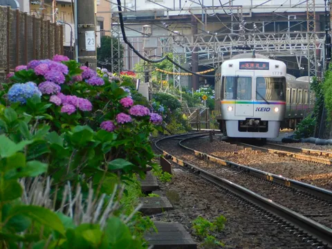 彩り紫陽花と静かな列車
