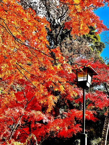 紅葉の大宴会に照明係
