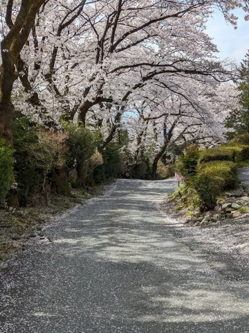 桜の絨毯を歩む道