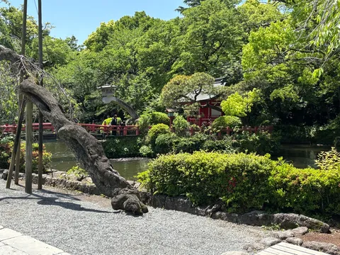 傾く巨木と和の庭園