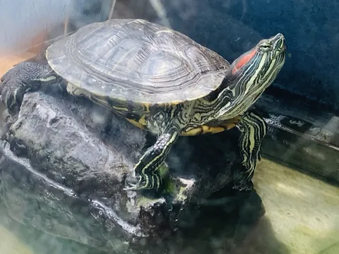 水辺の主、カメの雄大な姿