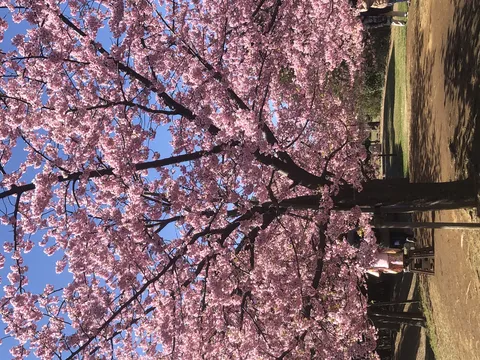 青空に映える満開のピンク桜