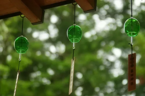 緑の珠が揺れる夏の朝
