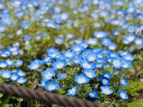 可憐な青い花々の集い