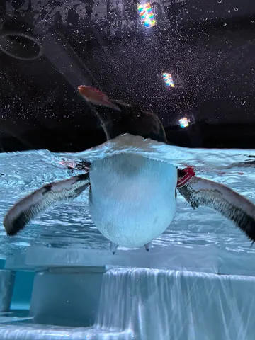 水中を優雅に泳ぐペンギン