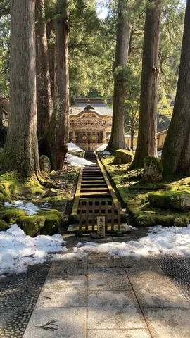 巨木が誘う神聖な参道
