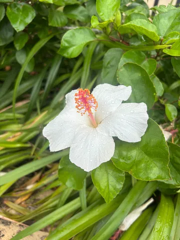 白い花に朝露の光