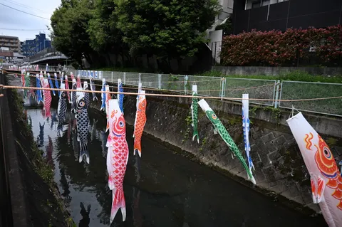 鯉のぼりが泳ぐ川面