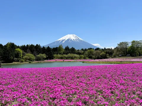 富士を彩るピンクの絨毯