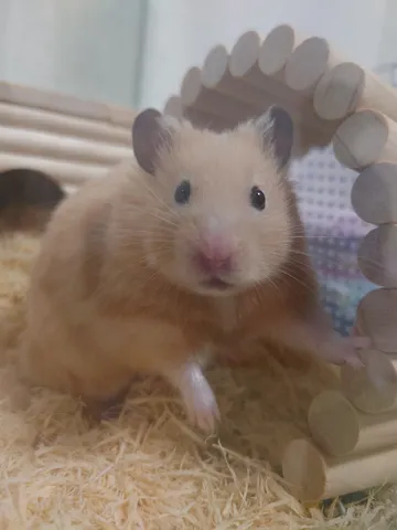 木漏れ日の中のハムスター
