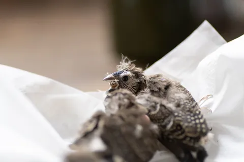 親鳥を待つ雛たち