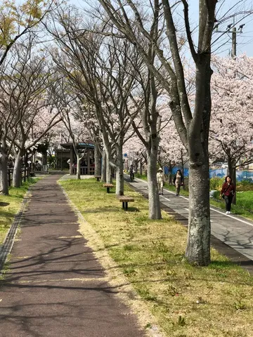 さくら