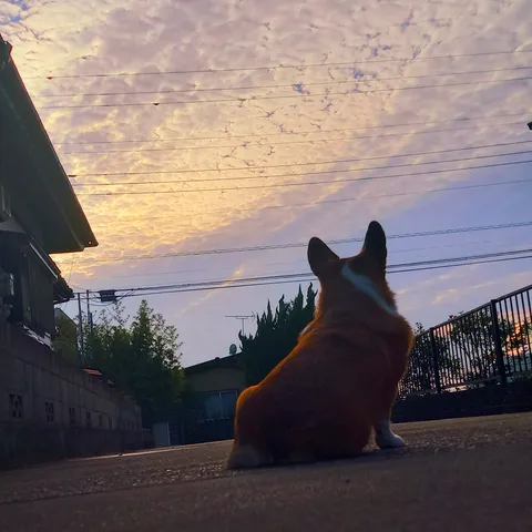 夕暮れ、コーギーと見上げる空