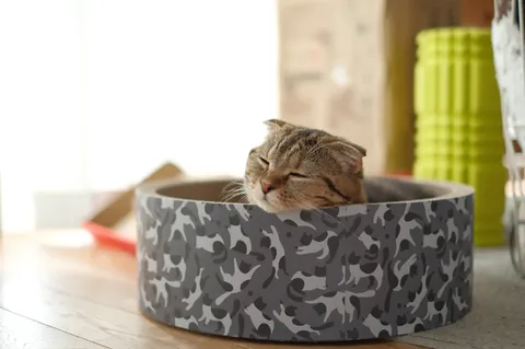 すっぽり収まる猫の休日