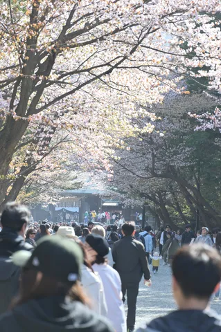 陽光きらめく桜の回廊