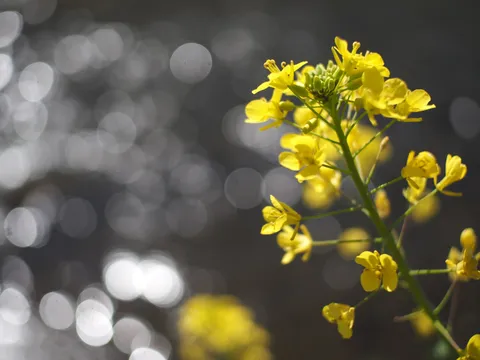 水辺に揺れる菜の花の煌めき