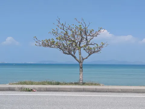 青い空と海、一本の木、静かな午後の情景