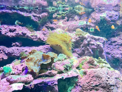 色彩の海の楽園と小さな群れ