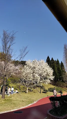 春の訪れ、白く咲き誇る花と空の月