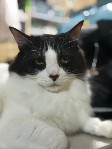 白黒ツートン、クールな猫様