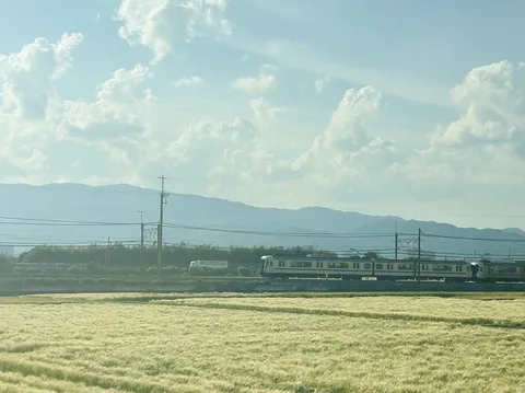 黄金色の畑と電車