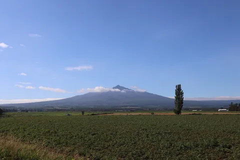 雄大な山と一本の木