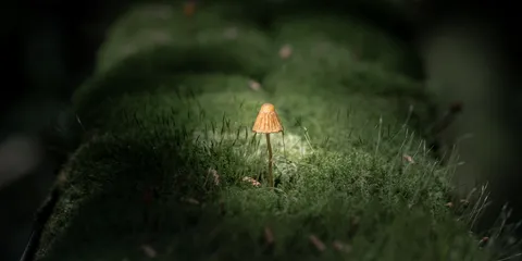 苔むす森の、小さな灯火