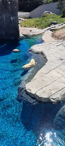 青く澄んだ水と白熊のコントラスト